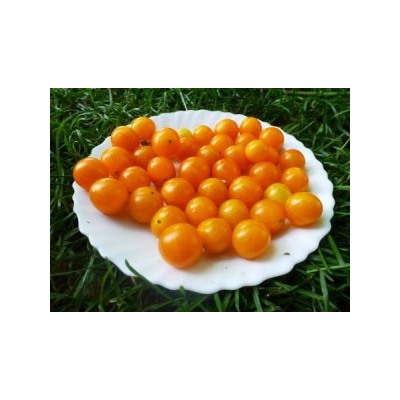 Томат Дикий — Оранжевый Виноград — Orange Grape Tress Tomato — Lycopersicon humboldtii (10 семян)