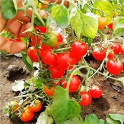 Помидоры Маленький Ручей — Tomato Small Stream (10 семян)