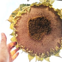 Рекорд с Белого Элефанта Подсолнечника — White Elephant Sunflower (10 семян)