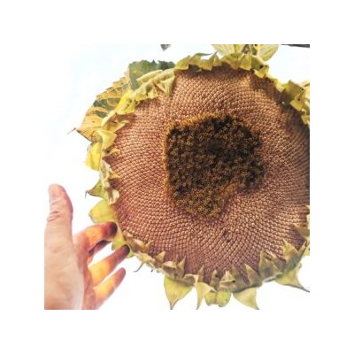 Рекорд с Белого Элефанта Подсолнечника — White Elephant Sunflower (10 семян)