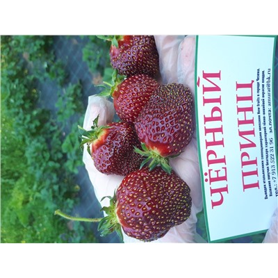 Черный принц, 6 шт.