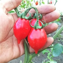 Помидоры — Pomodorino del Piennolo del Vesuvio — Черри Пьенноло Дель Везувио (10 семян)