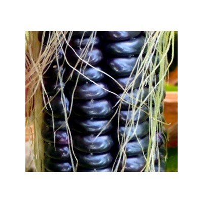 Чёрная Кукуруза Ацтеков — Black Aztec Corn (20 семян)