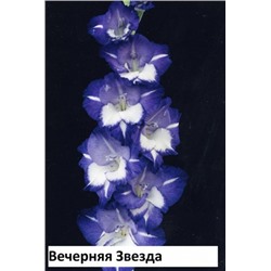 Гладиолус Вечерняя Звезда