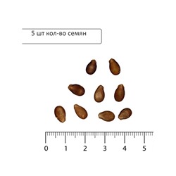 Семена Арбуз «Бонта», F1, 5 шт., Seminis, «Агрос»