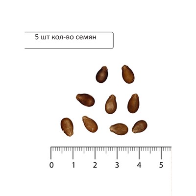 Семена Арбуз Сахарная избушка (УД) Е/П , Е/П,  5 шт.