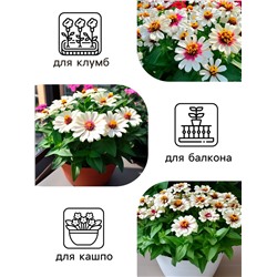 Семена цветов Цинния Захара «Северная звезда», 5 шт., «Семена Алтая»