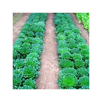 Шпинатная Китайская Капуста Ву Та Цай — 乌塌菜- Spinach Chinese Cabbage Wu Ta Cai (100 семян)