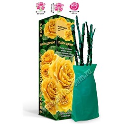 Роза Пайн Дрим (ч/г) Японская горчичн с кофейно-медным оттенком