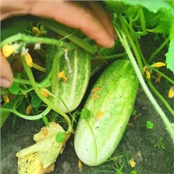 Огурцы Канадский Деликатес — Canadian Delicious Cucumber (10 семян)