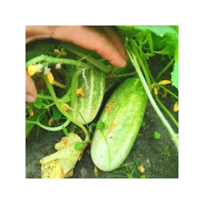 Огурцы Канадский Деликатес — Canadian Delicious Cucumber (10 семян)