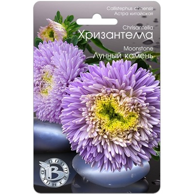Астра китайская Хризантелла Лунный камень