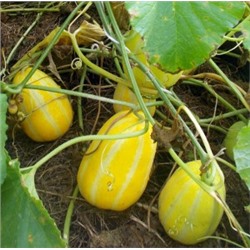 Корейская Ранняя Холодостойкая Мини Дыня Chamoe (참외) (5 семян)
