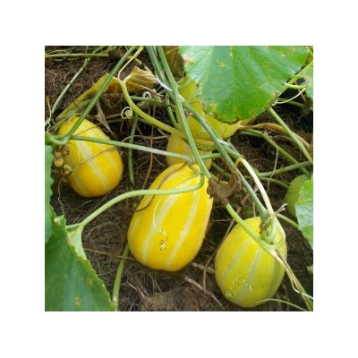 Корейская Ранняя Холодостойкая Мини Дыня Chamoe (참외) (5 семян)