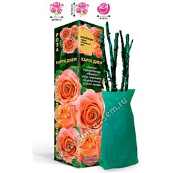 Роза Карпе Дием (ч/г) персиковая
