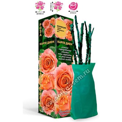 Роза Карпе Дием (ч/г) персиковая