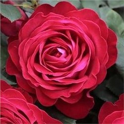 Роза Доминика 1шт (ч/г) красная с малин оттенком