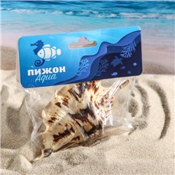 Ракушка декоративная, 7-11 см