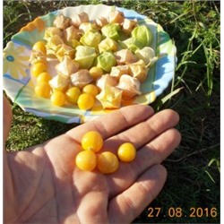 Физалис Ягодный Падающие Вишни Тёти Молли — Aunt Molly’s Ground Cherry (20 семян)