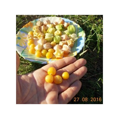 Физалис Ягодный Падающие Вишни Тёти Молли — Aunt Molly’s Ground Cherry (20 семян)