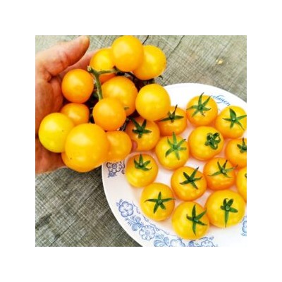 Помидоры Сербская Тыквочка Бундивиче — Bundevice Tomato (10 семян)