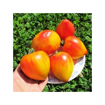 Помидоры Coeur de Zebre Apricot — Сердце Абрикосовой Зебры (10 семян)