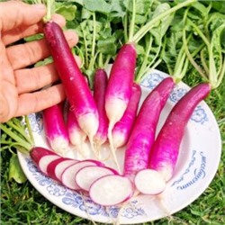 Редис Виолетта Француженка — French Violet Radishes (150 семян)