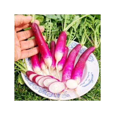 Редис Виолетта Француженка — French Violet Radishes (150 семян)