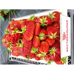 Фестивальная, 6 шт.