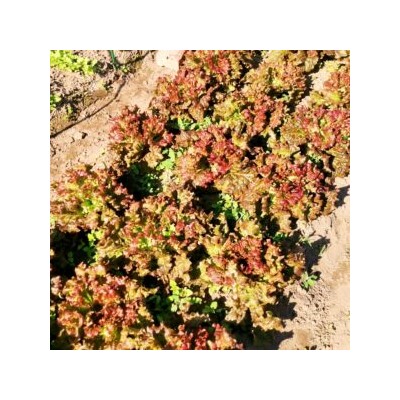 Салат Праздничный — Lettuce Holiday (50 семян)