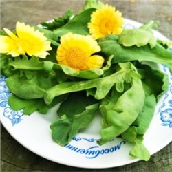 皇帝菜茼蒿 — Китайская Императорская Овощная Широколистная Хризантема (100 семян)