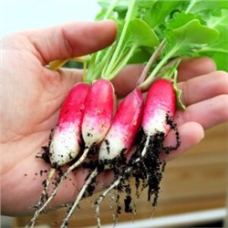 Французский Редис Яркий Бриллиант — French Radish FLAMBOYANT (150 семян)