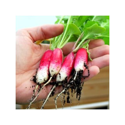 Французский Редис Яркий Бриллиант — French Radish FLAMBOYANT (150 семян)