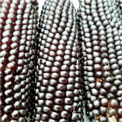 Кукуруза Чёрный Попкорн — Black Popcorn (20 семян)