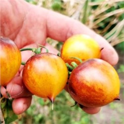 Помидоры Обворожительное Сердечко — Belle Coeur (H34 Gelb) Tomato (10 семян)