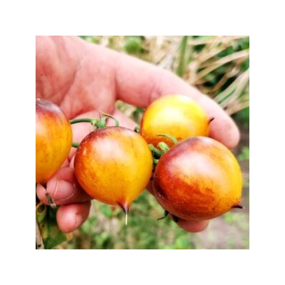Помидоры Обворожительное Сердечко — Belle Coeur (H34 Gelb) Tomato (10 семян)