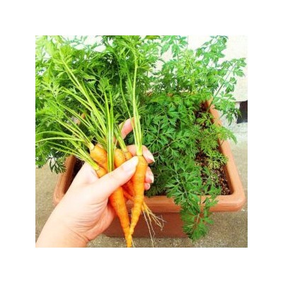 Морковь Скороспелка Маленькие Пальчики — Early Little Fingers Carrot (300 семян)