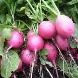 Редис Розовая Красавица — Pink Beauty (150 семян)