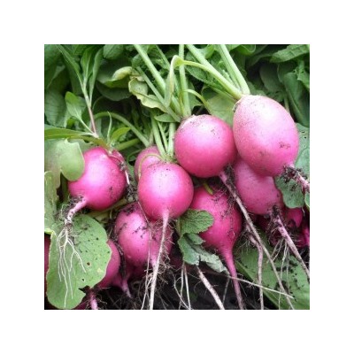 Редис Розовая Красавица — Pink Beauty (150 семян)