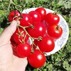 Помидоры — Suffolk Herbs — Сухие Травы (10 семян)