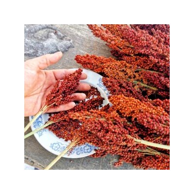 Ба-Е-Цы Северное Зерновое Сорго — Ba-Ye-Qi Sorghum (30 семян)