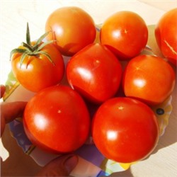 Помидоры Рассвет (Брикодей) — Break O’ Day Tomato (10 семян)