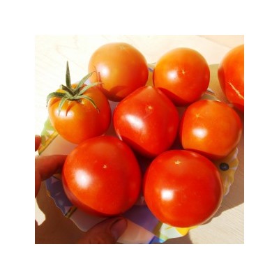 Помидоры Рассвет (Брикодей) — Break O’ Day Tomato (10 семян)