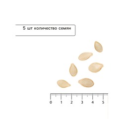 Семена Кабачок «Белый рыцарь», 5 шт., «Сибирский сад»