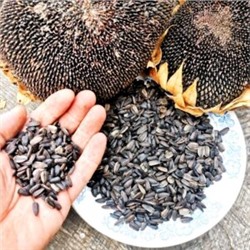 Чёрные Подсолнухи Племени Хопи — Hopi Black Dye Sunflower (10 семян)