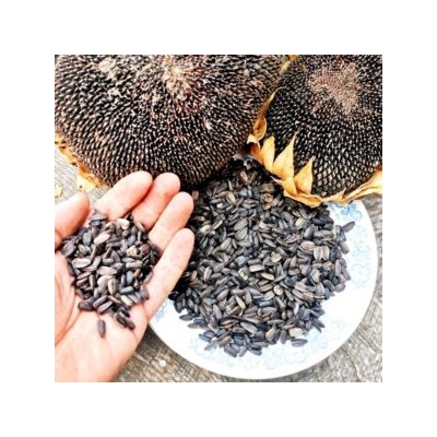 Чёрные Подсолнухи Племени Хопи — Hopi Black Dye Sunflower (10 семян)