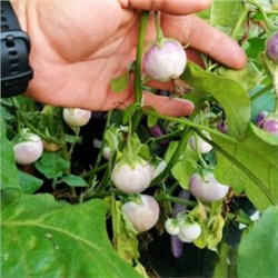 Баклажан Лавандовая Вишня — Lavender Cherry (10 семян)