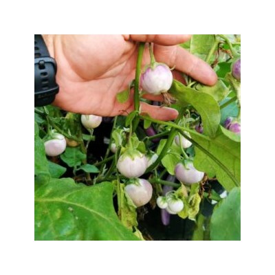 Баклажан Лавандовая Вишня — Lavender Cherry (10 семян)
