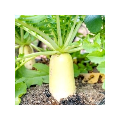 Аокуби Дайкон — Aokubi Daikon — 青首大根 (50 семян)
