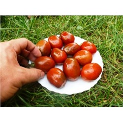 Помидоры Black Plum — Чернослив (10 семян)